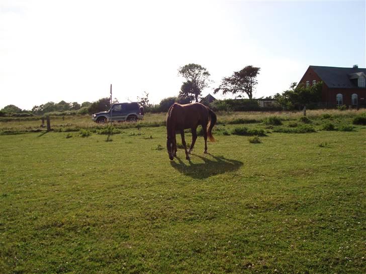 Dansk Varmblod Savoy billede 8