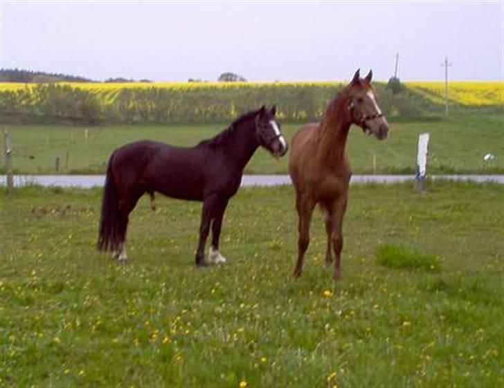 Dansk Varmblod Savoy - Savoy 1 år billede 9