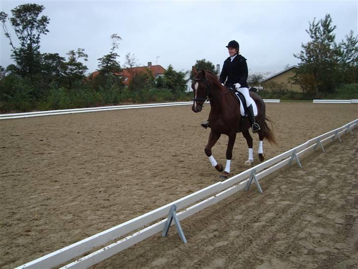 Dansk Varmblod Savoy - Egenhedstest 2008 billede 10