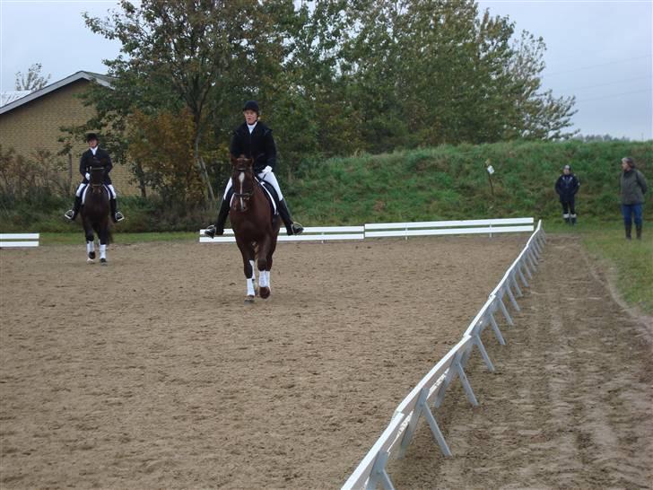 Dansk Varmblod Savoy billede 11