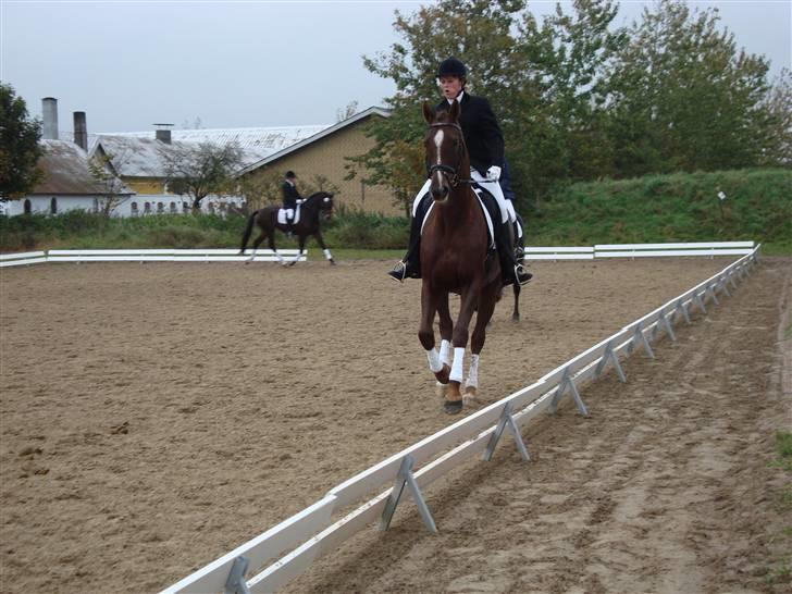 Dansk Varmblod Savoy billede 12