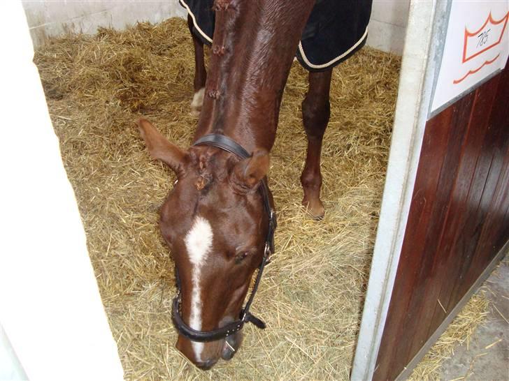 Dansk Varmblod Savoy billede 13