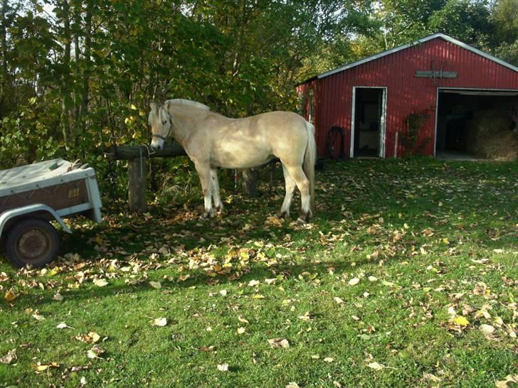 Fjordhest frida<3 - har fået en ny grime. billede 3