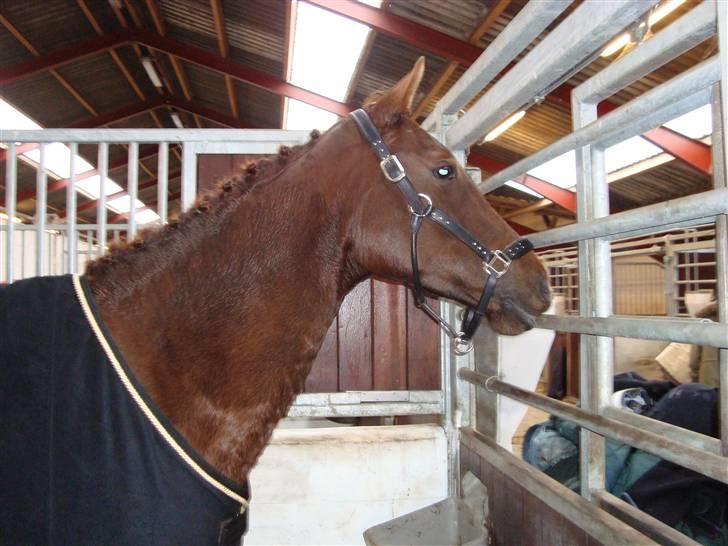 Dansk Varmblod Savoy billede 14