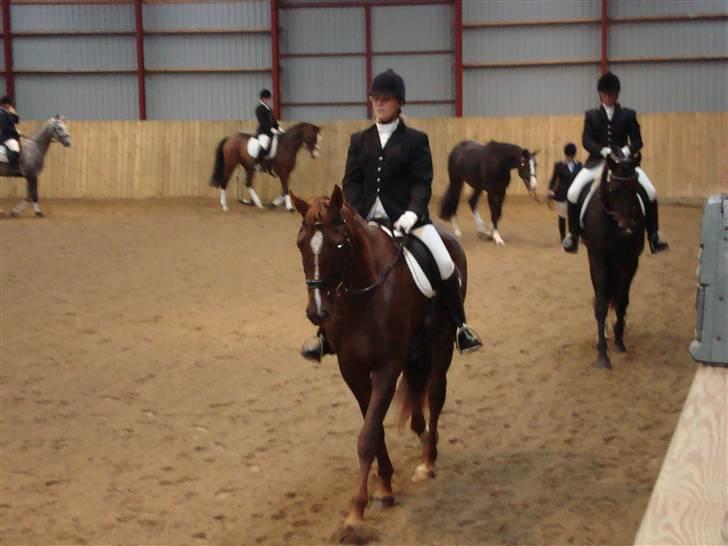 Dansk Varmblod Savoy billede 15