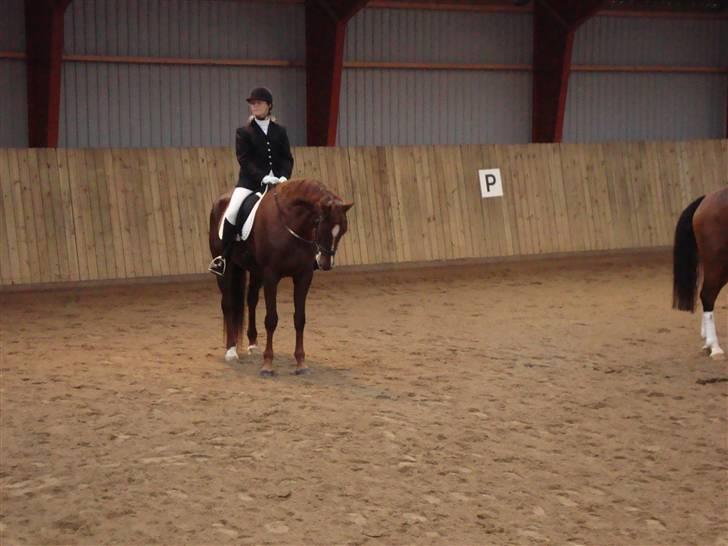 Dansk Varmblod Savoy billede 16