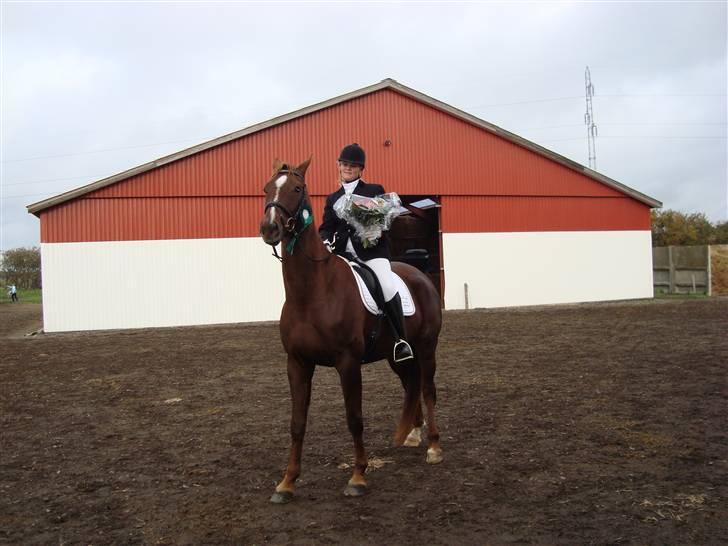 Dansk Varmblod Savoy billede 17