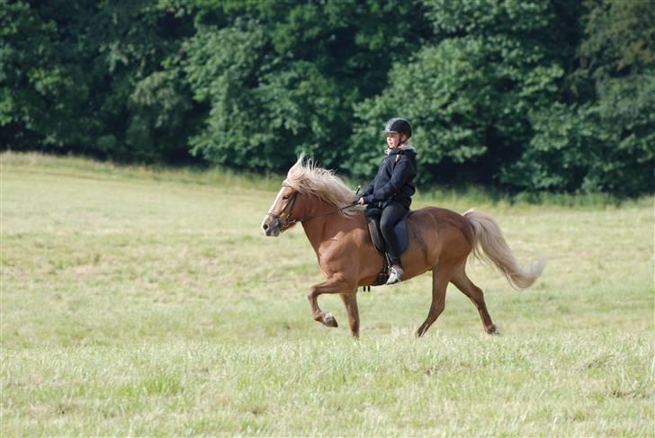 Islænder Gisli fra Thorsvighus-RIP - Lidt tölt ! <3 billede 12