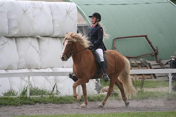 Islænder Gisli fra Thorsvighus-RIP - Gisli ser fin ud, men jeg ligner bestemt en idiot ! :D Foto : Caroline Storch billede 13