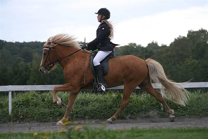 Islænder Gisli fra Thorsvighus-RIP - Lidt galop til dylle mylle ! Foto Caro s billede 14