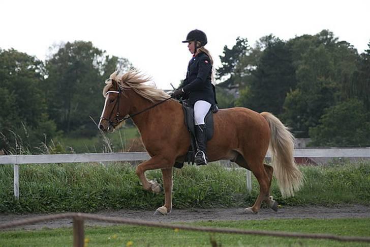 Islænder Gisli fra Thorsvighus-RIP - EKSTREMT 4TAKTET TRAV TIL DYLLE MYLLE <3 Foto ? billede 15