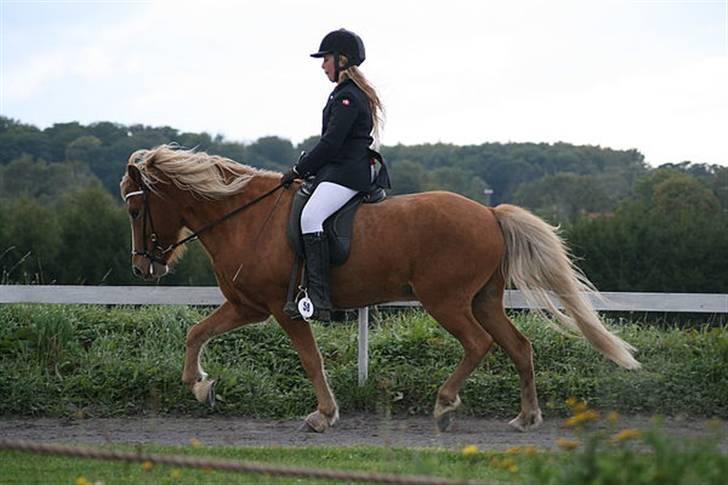 Islænder Gisli fra Thorsvighus-RIP - Lidt trav :P <3 NÅR DER KOM FORMEN ;) <3 Foto Caro S billede 16