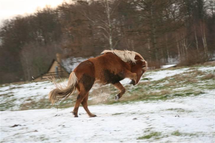 Islænder Gisli fra Thorsvighus-RIP - Lidt højdespring <3 ;) Foto : Thea Jørgensen <3 billede 17