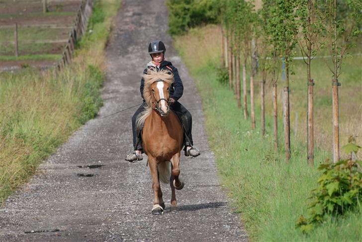 Islænder Gisli fra Thorsvighus-RIP - SMUKKE, SMUKKE, SMUKKE GISLI <3 billede 18