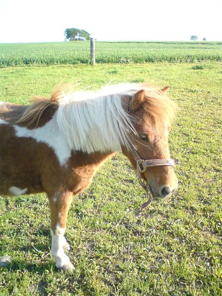 Shetlænder .. gry!;D billede 15
