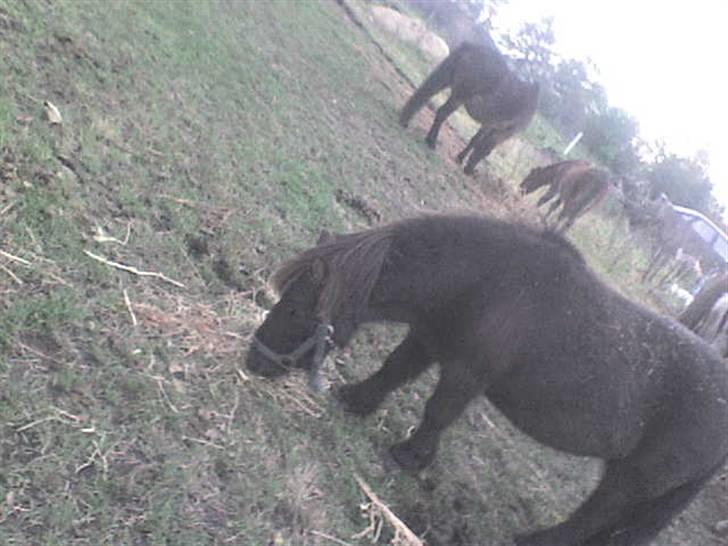 Shetlænder bette billede 2