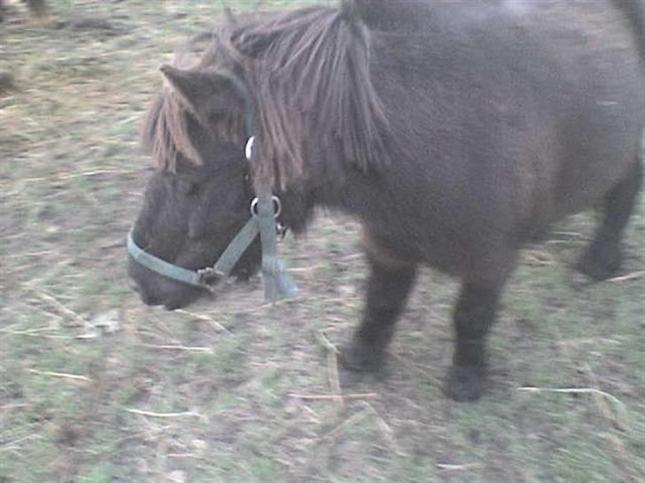 Shetlænder bette billede 3