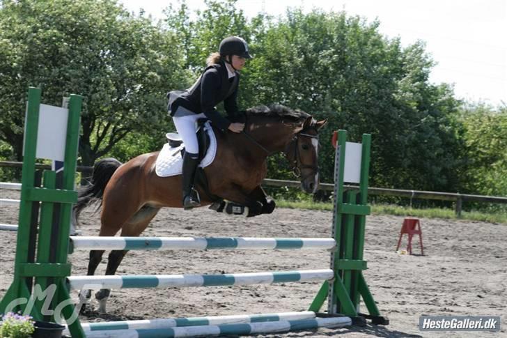 Tysk Sportspony Damaris T.  - Musse & Kamille (: billede 7