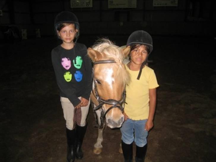 Shetlænder TIntin - Mette; Tintin og karoline billede 19