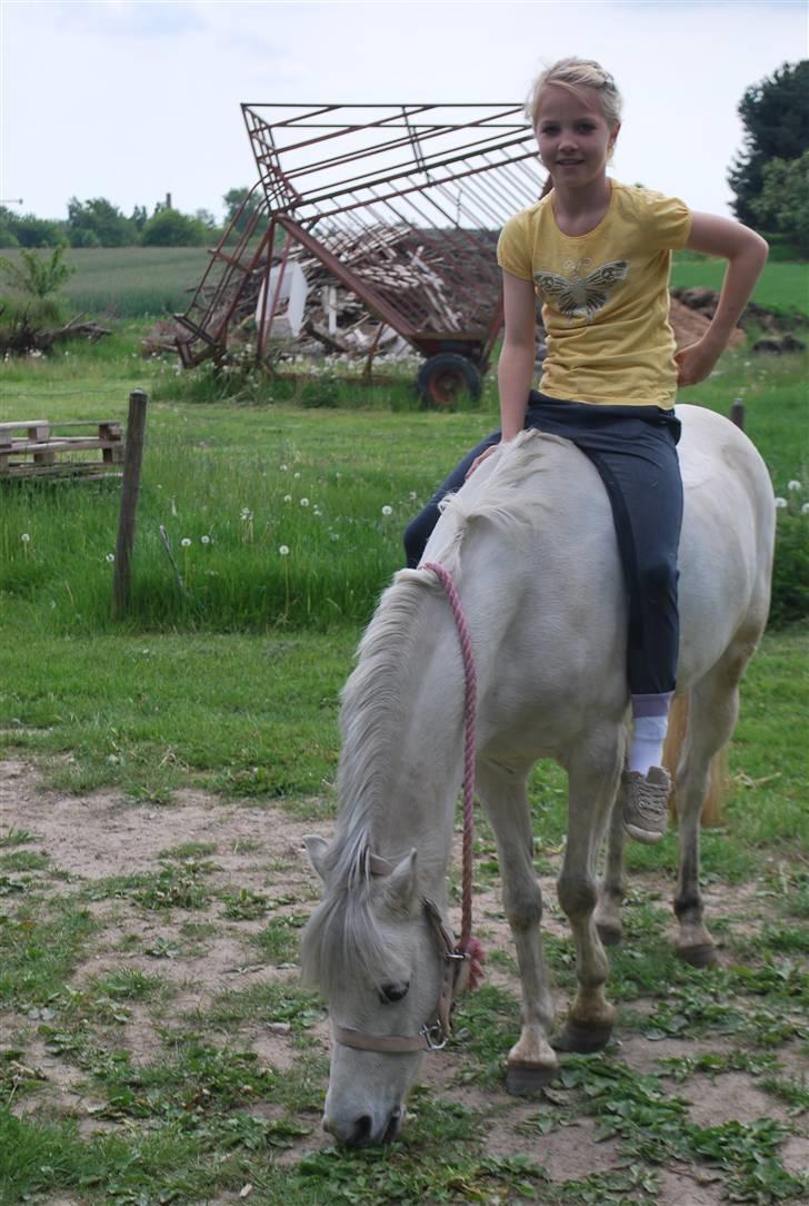 Welsh Pony (sec B) Langagers Flicka SOLGT - fordi hvis det ikke var for dig, havde jeg ikke redet idag! billede 10