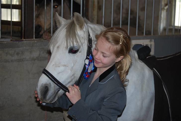 Welsh Pony (sec B) Langagers Flicka SOLGT - fordi jeg lovede mig selv jeg aldrig ville give op. billede 11