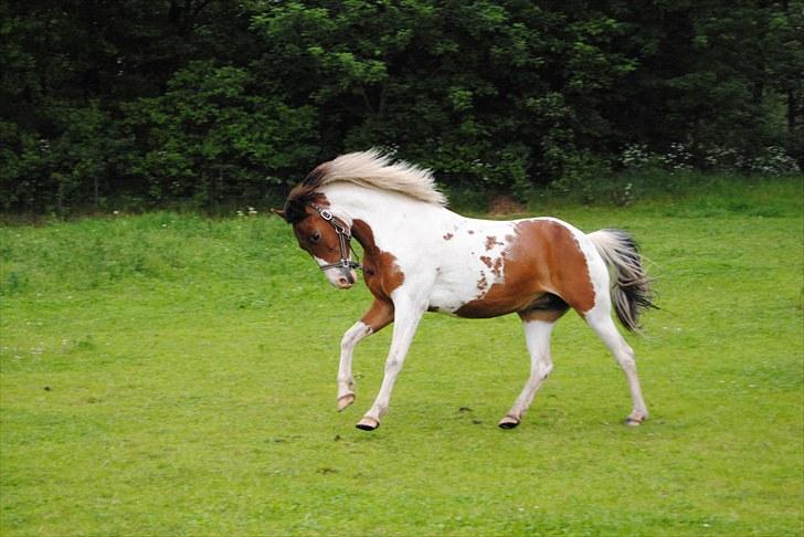 Anden særlig race Marijke - #2 [Foto-Mor] billede 2