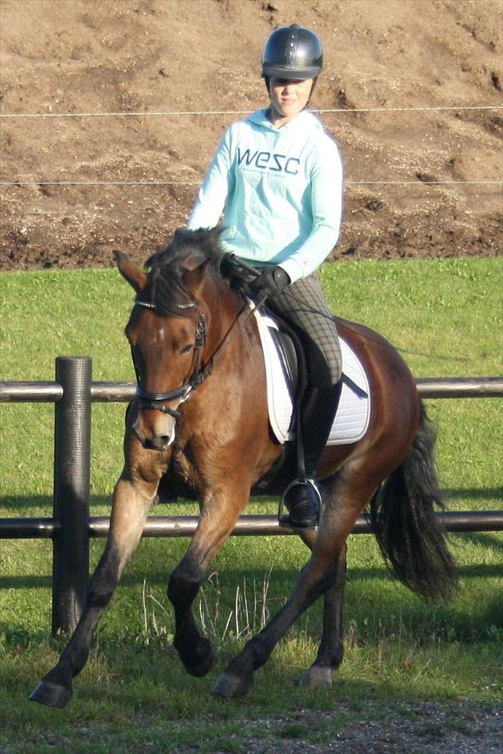 Anden særlig race Caroma´s Bill billede 5