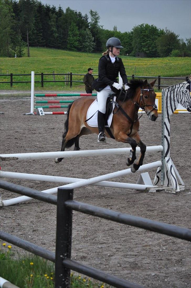 Anden særlig race Caroma´s Bill - flyvende i LB billede 6