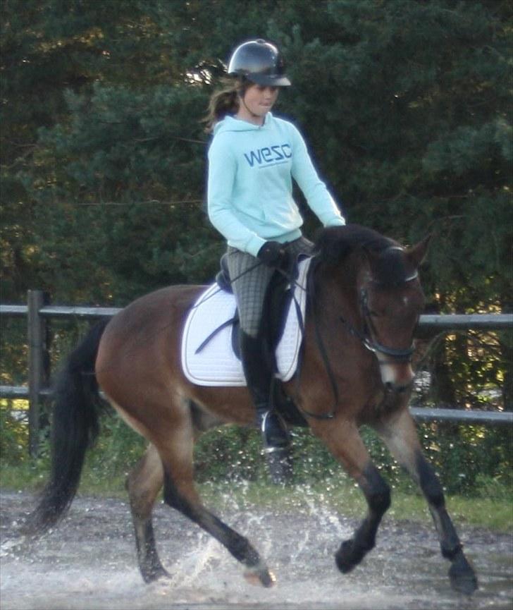 Anden særlig race Caroma´s Bill billede 7