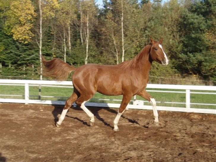 Dansk Varmblod Stald Holm's Flying sky billede 13