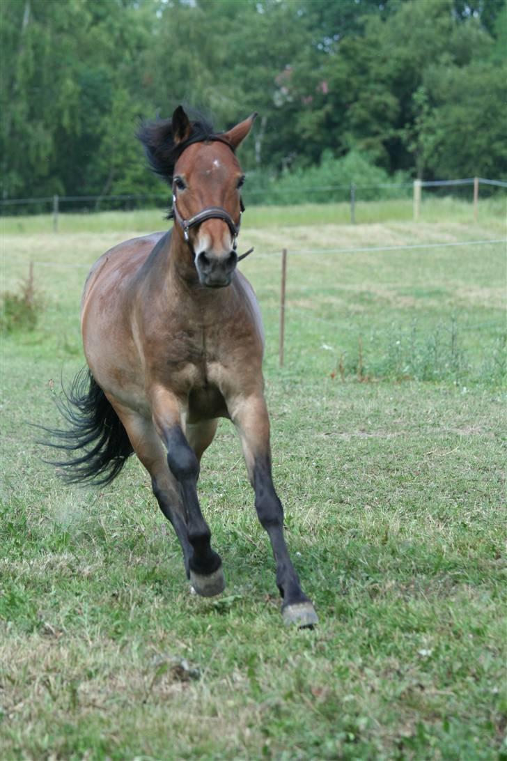 Anden særlig race Caroma´s Bill - ude på fold med magic billede 9
