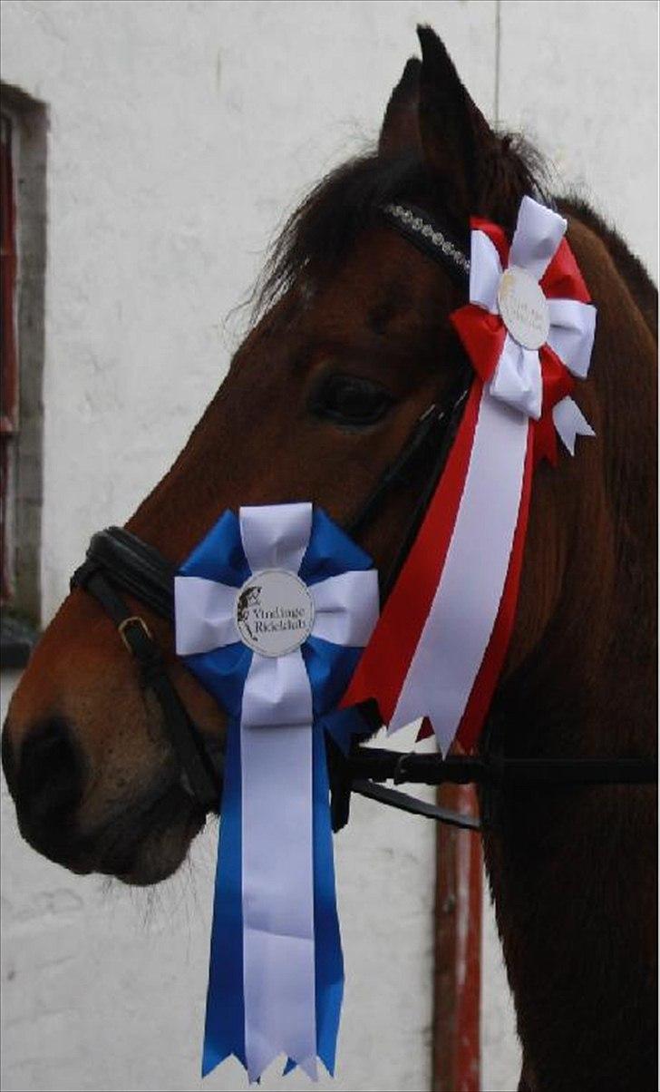 Anden særlig race Caroma´s Bill - Bill på Vendinge med en 1 og 2 plads i LC2 OG LB1 billede 14