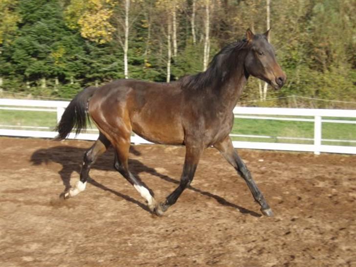 Trakehner Legendo Tremhuse *DØD* - oktober 08 billede 12