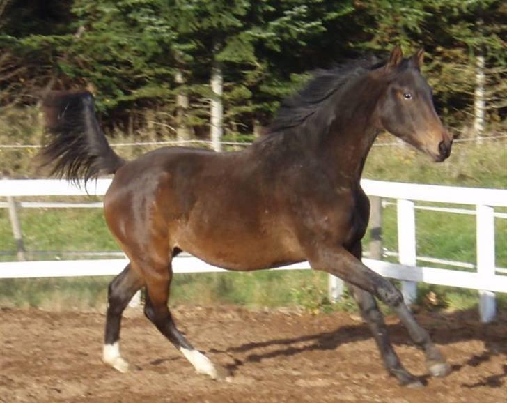 Trakehner Legendo Tremhuse *DØD* - galop okt 08 billede 13