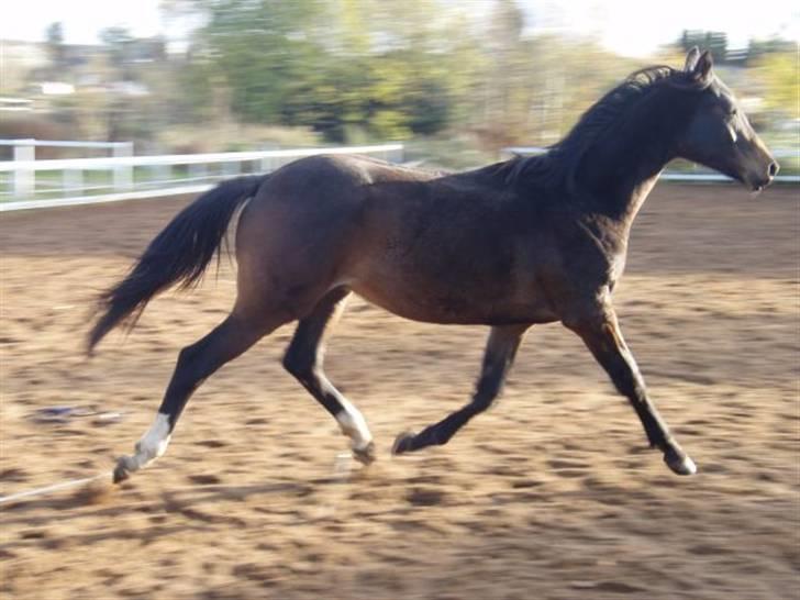 Trakehner Legendo Tremhuse *DØD* - trav billede 14