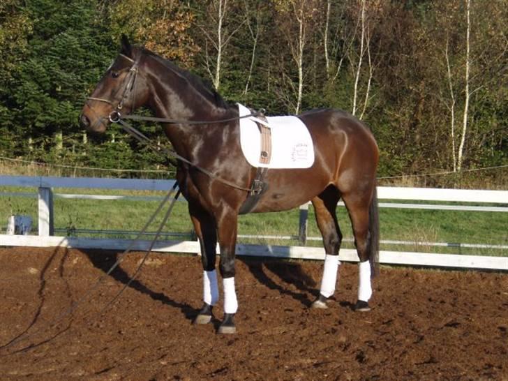 Dansk Varmblod Grinsbæk's Orion ' SOLGT - i køretøjler billede 13