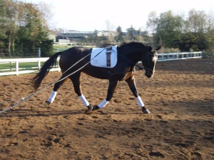 Dansk Varmblod Grinsbæk's Orion ' SOLGT - nov. 08 billede 14