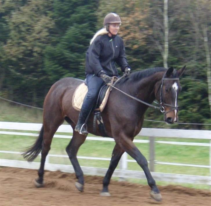 Dansk Varmblod Grinsbæk's Orion ' SOLGT - Mig på orion, dec 08 billede 15