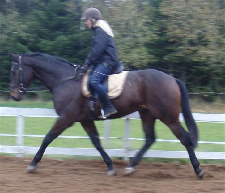 Dansk Varmblod Grinsbæk's Orion ' SOLGT - Mig og Orion på banen her hjemme, dec 08 billede 16
