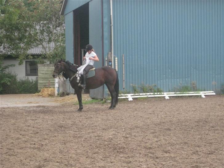 Anden særlig race Lady billede 9