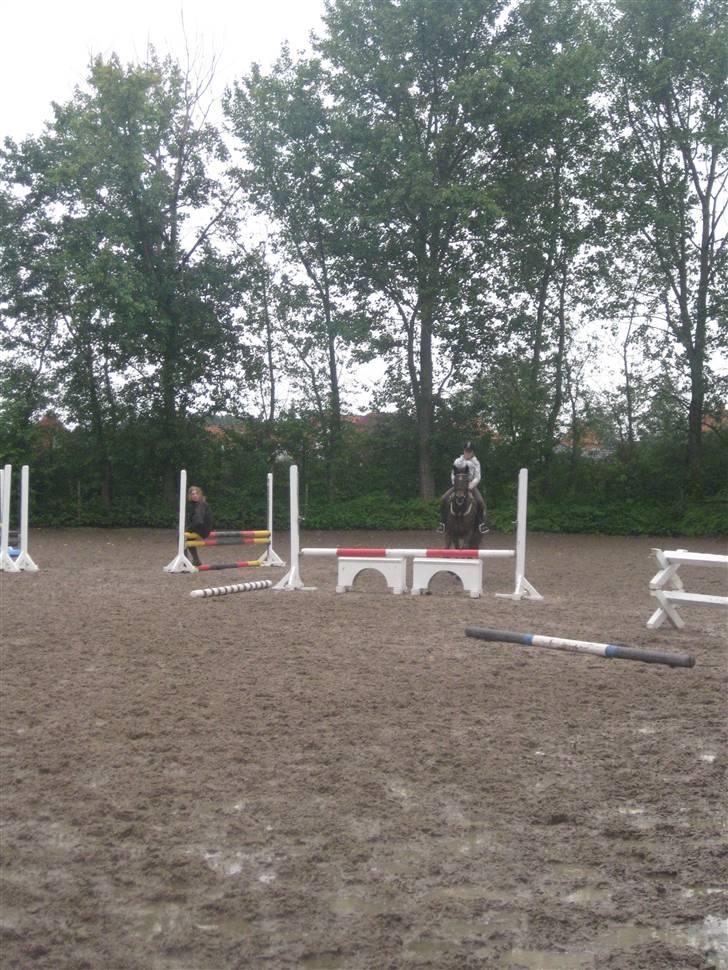 Anden særlig race Lady billede 10