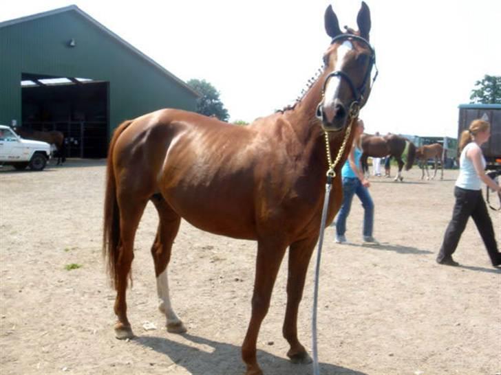 Dansk Varmblod Francesca G  - Francesca G - RDH billede 1