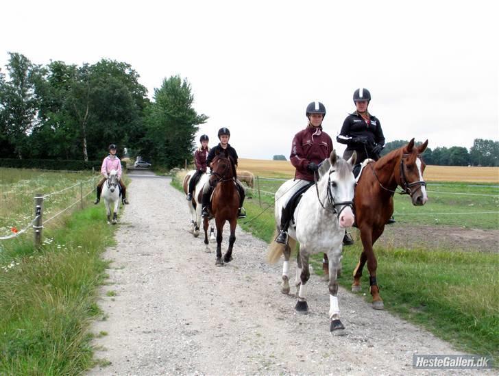 Dansk Varmblod Francesca G  - dansk varmbold-lejr 2008 billede 3