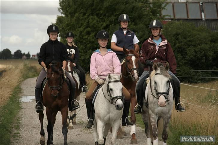 Dansk Varmblod Francesca G  - dv-lejr 2008 billede 4