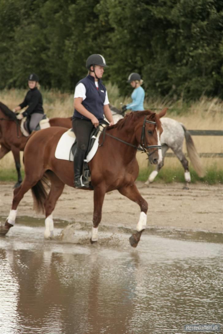 Dansk Varmblod Francesca G  billede 5