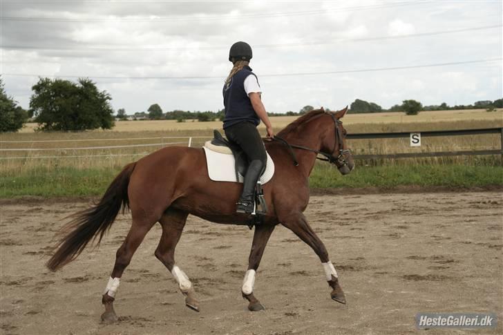 Dansk Varmblod Francesca G  billede 6