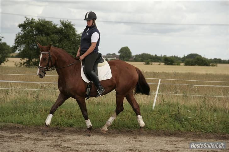 Dansk Varmblod Francesca G  billede 7