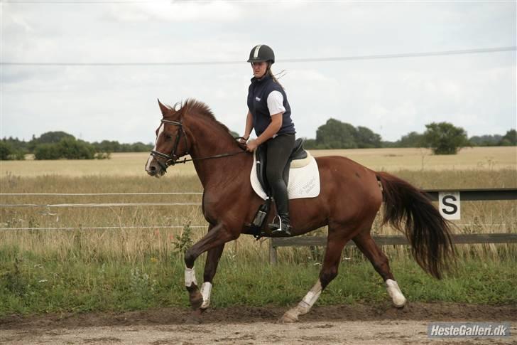 Dansk Varmblod Francesca G  billede 8