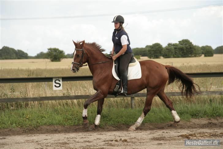 Dansk Varmblod Francesca G  billede 9