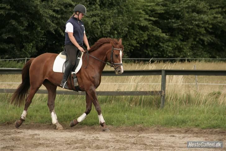 Dansk Varmblod Francesca G  billede 10